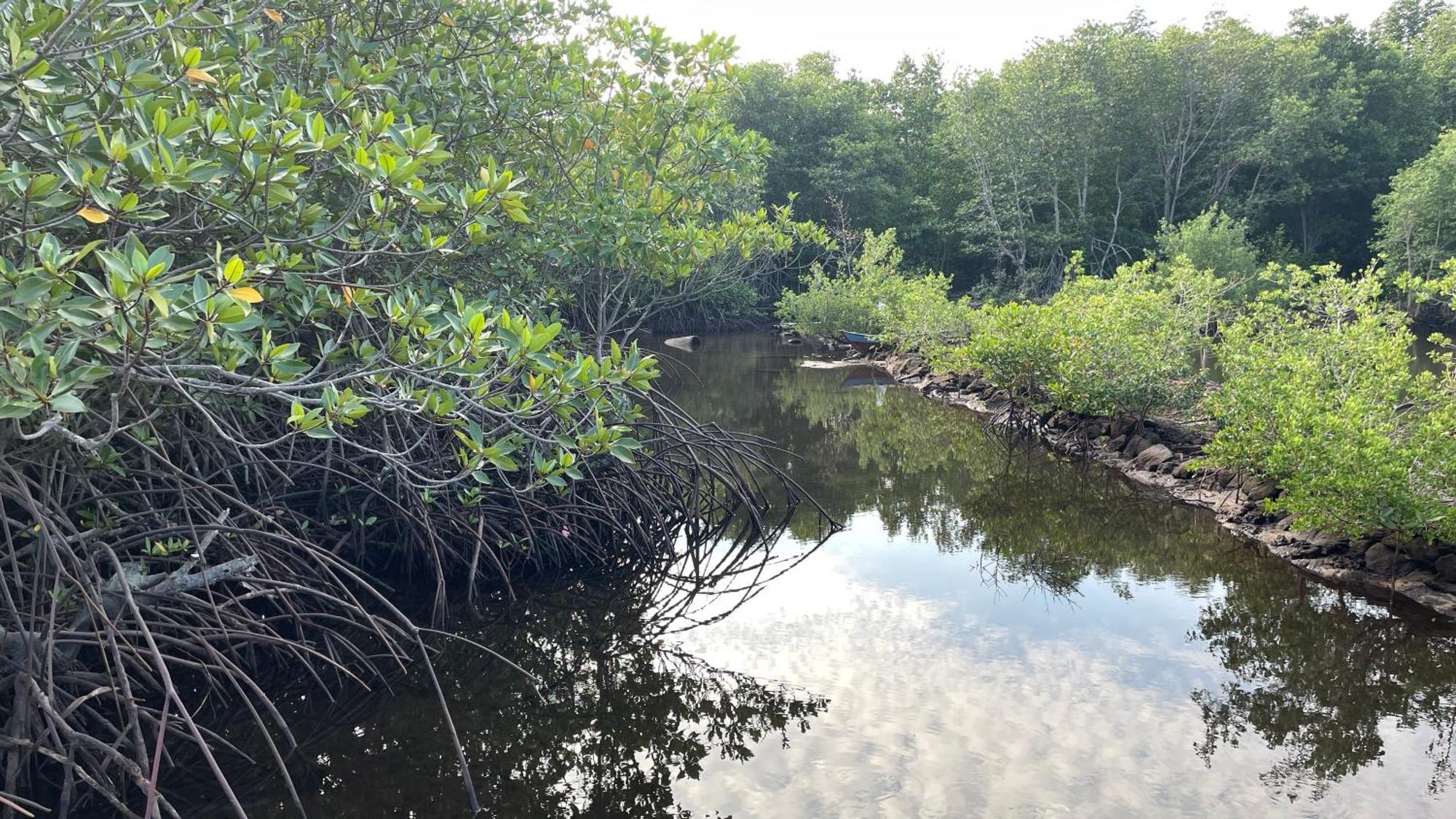 Mangrove Inn Karimunjawa Bagian luar foto